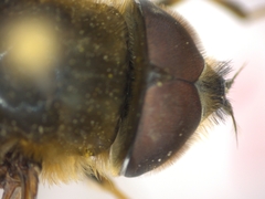 Eristalis pertinax
