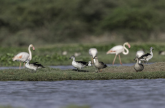 Sarkidiornis melanotos