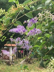 Petrea