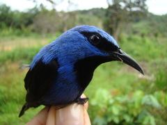 Cyanerpes nitidus