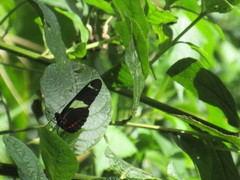 Heliconius