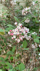 Viburnum carlesii