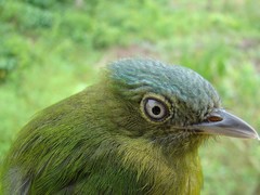 Lepidothrix nattereri