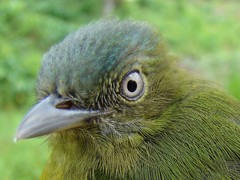 Lepidothrix nattereri