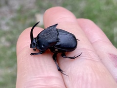 Phanaeus texensis