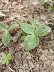 Trillium sessile