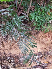 Tapeinidium pinnatum