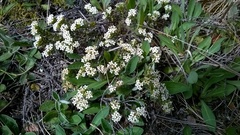 Pimelea traversii