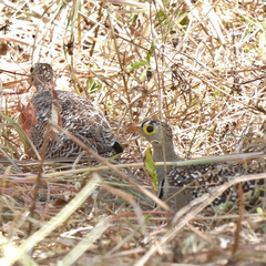 Pterocles bicinctus multicolor