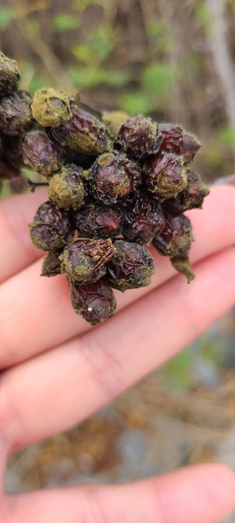 Ocrepeira serrallesi