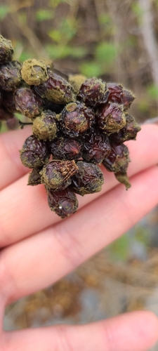 Ocrepeira serrallesi