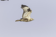 Buteo rufinus