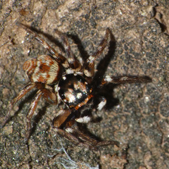 Parajotus refulgens