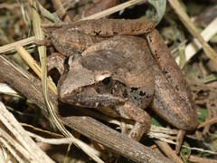 Ptychadena oxyrhynchus