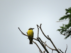 Megarynchus pitangua