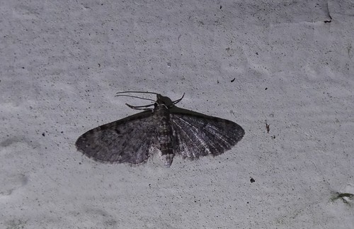 Eupithecia image