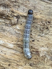 Scolecocampa