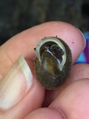 Vespericola armigera