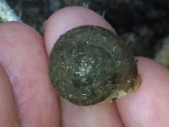 Vespericola armigera