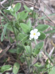 Lithospermum matamorense