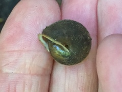 Vespericola armigera