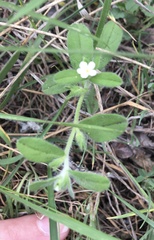 Lithospermum matamorense