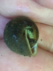 Vespericola armigera