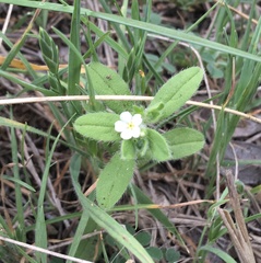 Lithospermum matamorense