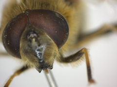 Eristalis pertinax