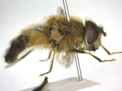 Eristalis pertinax