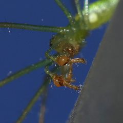 Tetragnatha subsquamata