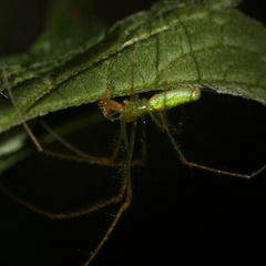 Tetragnatha subsquamata