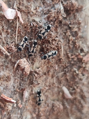 Raglius confusus
