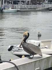 Pelecanus occidentalis