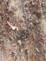Raglius confusus