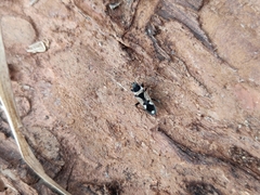 Raglius confusus