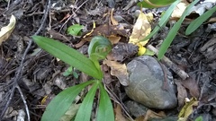 Pterostylis areolata