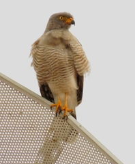 Rupornis magnirostris