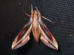 Xylophanes pyrrhus
