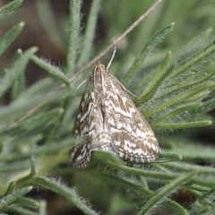 Evergestis frumentalis