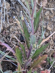 Streptanthus glandulosus secundus