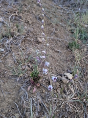 Streptanthus glandulosus secundus