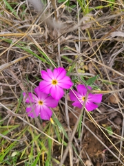 Phlox drummondii
