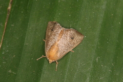 Natada nigripuncta