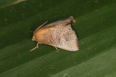 Natada nigripuncta