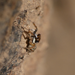 Parajotus refulgens