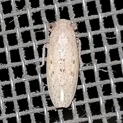 Curtara