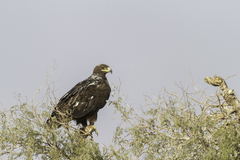 Aquila nipalensis