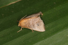 Natada nigripuncta