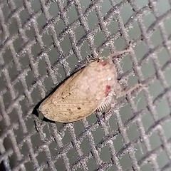 Curtara